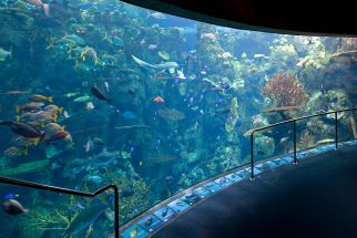 Aquarium of the Pacific - Los Angeles (LA), USA