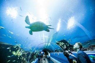 Georgia Aquarium, Atlanta (USA)