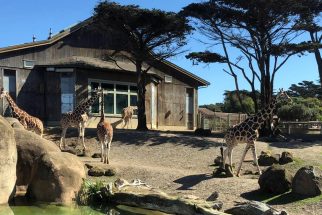 San Francisco Zoo